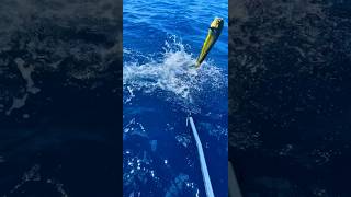 Gaffing🪝Cow Mahi fishing spearfishing fish florida ocean wildlife nature trending viral [upl. by Jaella]