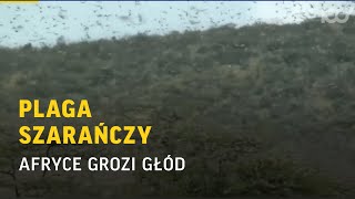 Plaga szarańczy w Afryce Kontynentowi grozi głód  Onet100 [upl. by Neerroc]