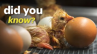 What Homesteaders Arent Telling You Incubating and Hatching Chicken Eggs [upl. by Gintz865]