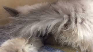 Kitten and Mama Cat catvideos cutecat subscribe youtubeshorts youtuber catsfamily shorts [upl. by Ytsirc]