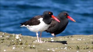 Ostrero común Haematopus palliatus y Ostrero negro Haematopus ater [upl. by Yelich]