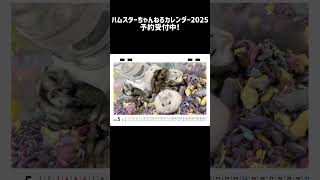 ハムスターちゃんねるカレンダー2025の販促CM ハムスター ハムスターちゃんねる ハムスターのいる生活 [upl. by Yelknirb285]