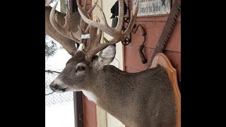 LARGE GAME TAXIDERMY  DEER  Video 6 of 16  EARS [upl. by Einaeg608]