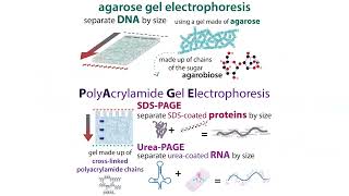 Gel electrophoresis types amp choices agarose vs PAGE  buffer systems denaturing etc [upl. by Rebmaed]