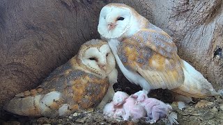 Barn Owl Dad so Devoted as Chicks Hatch  Gylfie amp Finn  Robert E Fuller [upl. by Cyrus]