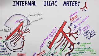 Internal Iliac Artery  Hypogastric Artery [upl. by Papke]