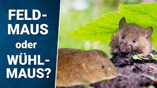 Wühlmaus im Garten 🐭 oder Feldmaus 🔍 erkennen amp bekämpfen [upl. by Haeel]