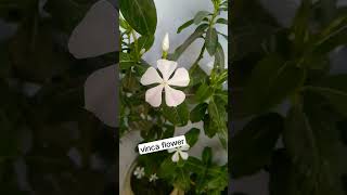 vinca flower viralshortsvideo gardening houseplants flowers [upl. by Acirfa504]