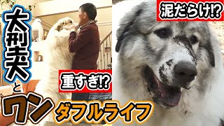 【再生回数2000万回！】大型犬が3匹！はちゃめちゃワンダフルライフ！ [upl. by Dimo]