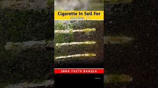 Cigarette in soil for 365 dayin Bengali cigarette timelapse experiment shorts [upl. by Kung]