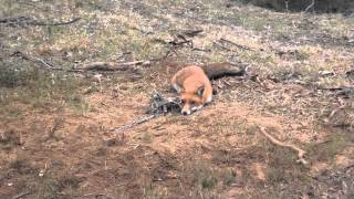 FOX TRAPPING by The Fox Whisperer Part 4 [upl. by Aernda]