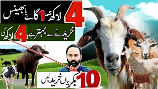 1 cow ki qimat main 10 goats a jati hain  goat farming [upl. by Abrahams]