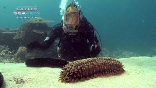 Seaview Science Video Sea Cucumbers [upl. by Kuth700]