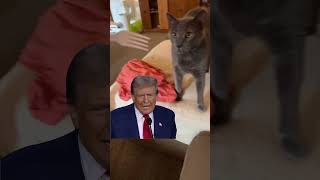 Im more worried about this chonky boi eating me cat eatingpets Meme MemeCut trump [upl. by Nohsreg]