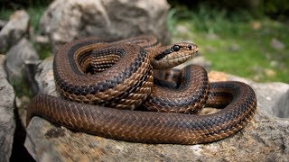 Reptiles of Croatia herping on Krk and Cres island 2018 [upl. by Potash58]