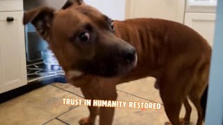 Abandoned Grieving Dog Needs A New Home 😢  PAWSOME PETS [upl. by Meeks]