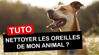 Comment nettoyer les oreilles de son chien ou de son chat [upl. by Kwarteng]