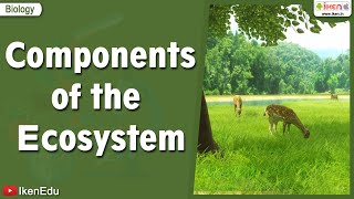 Components of the Ecosystem  Science videos  iKen  iKen Edu  iKen App [upl. by Aihn]