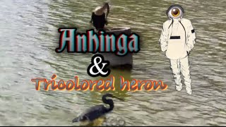 Anhinga and Tricolored Heron [upl. by Casandra]