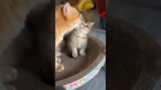 Very cute cates must watch till end you are not stop your laughing [upl. by Achilles]