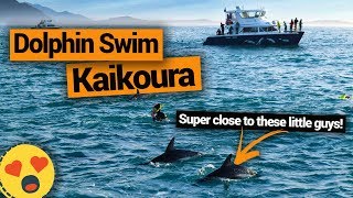 🐬 Swimming with Dolphins in Kaikoura – New Zealands Biggest Gap Year [upl. by Theona195]