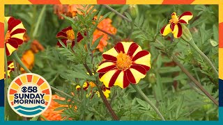 We have quite a botanical wonder here Wisconsin herbalist shares gardening lessons in new book [upl. by Oicneserc]