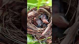 Progress Yellow vented Bulbul chicks after a week of hatching [upl. by Aknahs]