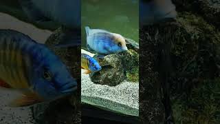 C MOORII BLUE DOLPHIN fish beautiful love africancichlids mattyfish33 [upl. by Aihsem30]