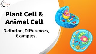 Different Between Plant Cell and Animal Cell [upl. by Yorick758]