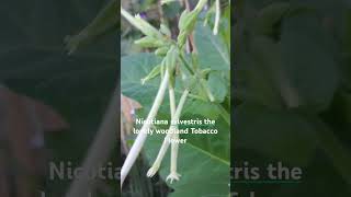 Nicotiana Tobacco Flower Flowers are strongly fragrant September 25 2024 [upl. by Madeline]