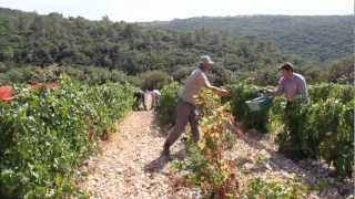 VENDANGES À LA GRANGE DES PÈRES by LOTEL DU VIN [upl. by Benito]