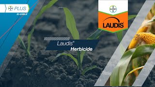 Laudis® Herbicide​ [upl. by Eniarol]