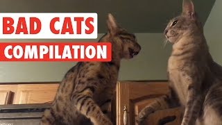 Bad Cats Video Compilation 2016 [upl. by Irek]