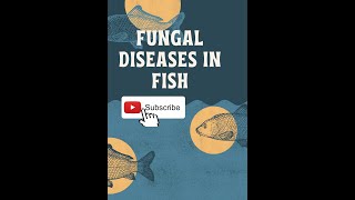 FUNGAL DISEASES IN FISHES [upl. by Ayotan]