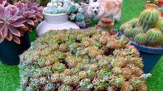 Replanting Overgrown Echeveria SetOliver [upl. by Truscott269]