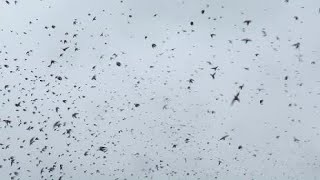 Tree Swallows Swarm Captree State Park 92824 [upl. by Reese]