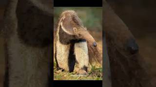 Anteater sciencefacts facts shorts [upl. by Mata]