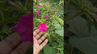 Mirabilis jalapa  4 oclock  pink flower  fragrant flowers [upl. by Millwater352]