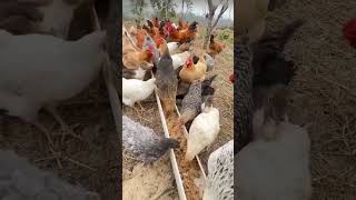 DAILYVLOG DAY1 at my farm chicken chickenlife dailyvlog [upl. by Ailongam409]