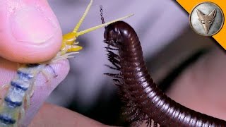 Millipede vs Centipede [upl. by Norihs]