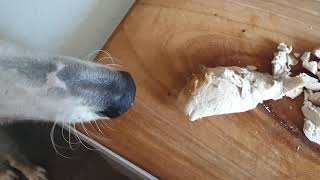 Borzoi dog  supervising in the kitchen [upl. by Yeloc17]