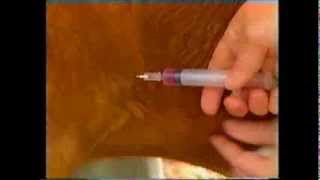 How to give a subcutaneous injection to a goat [upl. by Adrian20]