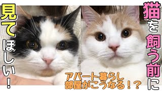 猫を飼う前に見てほしい【アパート暮らしで猫を飼うと部屋がこうなる】可能性があります。 [upl. by Bathelda]