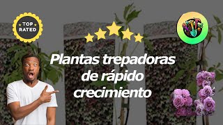 Las Mejores Plantas Trepadoras De Rápido Crecimiento [upl. by Vedis493]