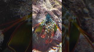 Facts about the peacock mantis shrimp [upl. by Htiaf]