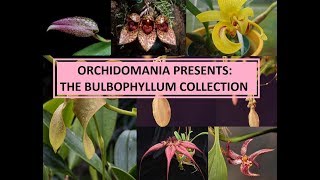 Orchidomania Presents The Bulbophyllum Collection [upl. by Herrera]