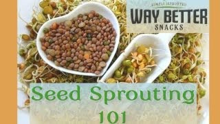 Seed Sprouting 101 The Basics [upl. by Cataldo]