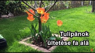 Tulipánok ültetése fa alá [upl. by Elspeth]