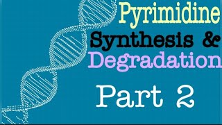 Pyrimidine Synthesis and Degradation Part 2  Lecture 10 [upl. by Aelgna]