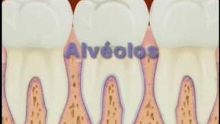 Estruturas da boca  Máxima Odontologia [upl. by Aeynod]